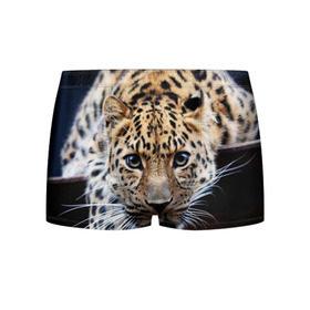 Мужские трусы 3D с принтом Леопард в Белгороде, 50% хлопок, 50% полиэстер | классическая посадка, на поясе мягкая тканевая резинка | Тематика изображения на принте: взгляд | глаза | дикая кошка | леопард | хищник
