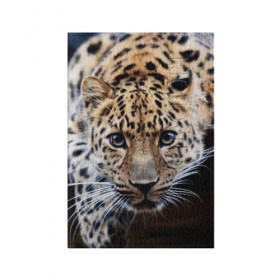 Обложка для паспорта матовая кожа с принтом Леопард в Белгороде, натуральная матовая кожа | размер 19,3 х 13,7 см; прозрачные пластиковые крепления | взгляд | глаза | дикая кошка | леопард | хищник