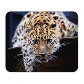 Коврик прямоугольный с принтом Леопард в Белгороде, натуральный каучук | размер 230 х 185 мм; запечатка лицевой стороны | Тематика изображения на принте: взгляд | глаза | дикая кошка | леопард | хищник