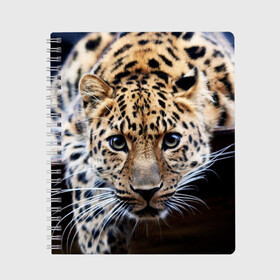 Тетрадь с принтом Леопард в Белгороде, 100% бумага | 48 листов, плотность листов — 60 г/м2, плотность картонной обложки — 250 г/м2. Листы скреплены сбоку удобной пружинной спиралью. Уголки страниц и обложки скругленные. Цвет линий — светло-серый
 | взгляд | глаза | дикая кошка | леопард | хищник