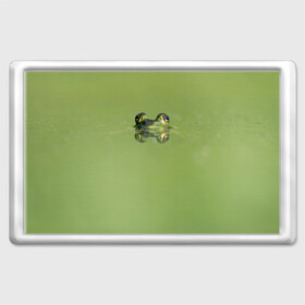 Магнит 45*70 с принтом Лягушка в Белгороде, Пластик | Размер: 78*52 мм; Размер печати: 70*45 | Тематика изображения на принте: болото | жаба | животные | лягушка