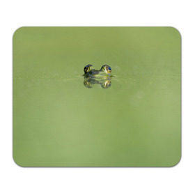 Коврик прямоугольный с принтом Лягушка в Белгороде, натуральный каучук | размер 230 х 185 мм; запечатка лицевой стороны | Тематика изображения на принте: болото | жаба | животные | лягушка