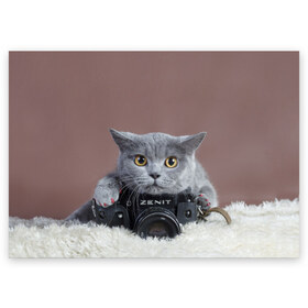 Поздравительная открытка с принтом Котик фотограф в Белгороде, 100% бумага | плотность бумаги 280 г/м2, матовая, на обратной стороне линовка и место для марки
 | кот | котик | кошка | объектив | фотоаппарат | фотограф
