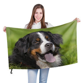 Флаг 3D с принтом Бернский зенненхунд в Белгороде, 100% полиэстер | плотность ткани — 95 г/м2, размер — 67 х 109 см. Принт наносится с одной стороны | волкодав | дворняжка | домашние животные | любимец | мопс | овчарка | пес | песик | питомец | сенбернар | собака | собачка