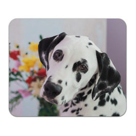 Коврик прямоугольный с принтом Далматин в Белгороде, натуральный каучук | размер 230 х 185 мм; запечатка лицевой стороны | акита | акита ину | далматин | далматинец | дворняга | ину | лабрадор | любимец | овчарка | пес | питомец | самоед | сиба | сиба ину | собака | собачка | щенок