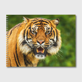 Альбом для рисования с принтом Тигр в Белгороде, 100% бумага
 | матовая бумага, плотность 200 мг. | Тематика изображения на принте: дикая кошка | животное | клыки | лев | тигр. tiger | хищник