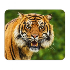 Коврик прямоугольный с принтом Тигр в Белгороде, натуральный каучук | размер 230 х 185 мм; запечатка лицевой стороны | дикая кошка | животное | клыки | лев | тигр. tiger | хищник