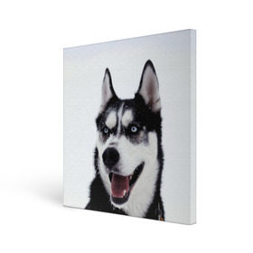 Холст квадратный с принтом Сибирский хаски в Белгороде, 100% ПВХ |  | Тематика изображения на принте: взгляд | голубые глаза | зима | сибирь | снег | собака | хаски | хаски бандит | холод