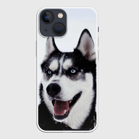 Чехол для iPhone 13 mini с принтом Сибирский хаски в Белгороде,  |  | взгляд | голубые глаза | зима | сибирь | снег | собака | хаски | хаски бандит | холод