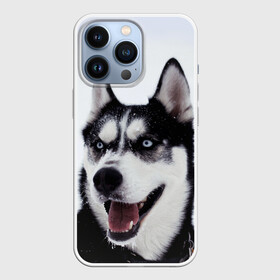 Чехол для iPhone 13 Pro с принтом Сибирский хаски в Белгороде,  |  | Тематика изображения на принте: взгляд | голубые глаза | зима | сибирь | снег | собака | хаски | хаски бандит | холод