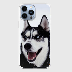 Чехол для iPhone 13 Pro Max с принтом Сибирский хаски в Белгороде,  |  | Тематика изображения на принте: взгляд | голубые глаза | зима | сибирь | снег | собака | хаски | хаски бандит | холод