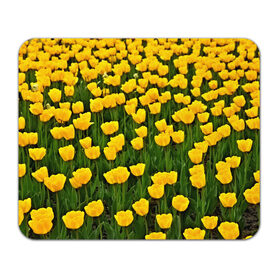 Коврик прямоугольный с принтом Жёлтые тюльпаны в Белгороде, натуральный каучук | размер 230 х 185 мм; запечатка лицевой стороны | Тематика изображения на принте: поле | цветы | яркий