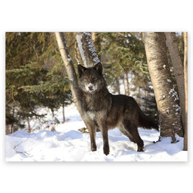 Поздравительная открытка с принтом Король леса в Белгороде, 100% бумага | плотность бумаги 280 г/м2, матовая, на обратной стороне линовка и место для марки
 | волки | животные | зима | зимние | картинки | снег | фото
