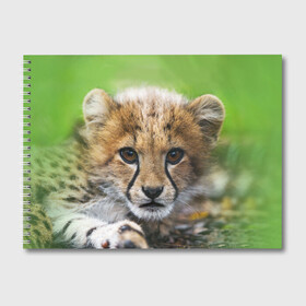 Альбом для рисования с принтом Котёнок гепарда в Белгороде, 100% бумага
 | матовая бумага, плотность 200 мг. | гепард | дикая кошка | котёнок | кошка | лев | природа | тигр | хищник | ягуар