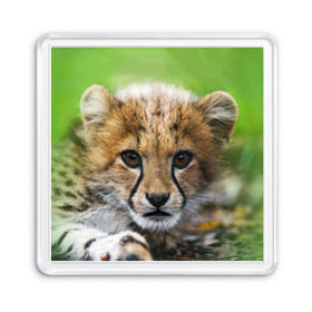 Магнит 55*55 с принтом Котёнок гепарда в Белгороде, Пластик | Размер: 65*65 мм; Размер печати: 55*55 мм | гепард | дикая кошка | котёнок | кошка | лев | природа | тигр | хищник | ягуар