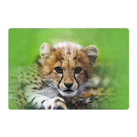 Магнитный плакат 3Х2 с принтом Котёнок гепарда в Белгороде, Полимерный материал с магнитным слоем | 6 деталей размером 9*9 см | Тематика изображения на принте: гепард | дикая кошка | котёнок | кошка | лев | природа | тигр | хищник | ягуар