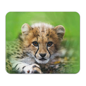 Коврик прямоугольный с принтом Котёнок гепарда в Белгороде, натуральный каучук | размер 230 х 185 мм; запечатка лицевой стороны | гепард | дикая кошка | котёнок | кошка | лев | природа | тигр | хищник | ягуар