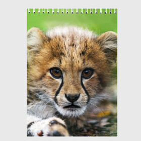 Скетчбук с принтом Котёнок гепарда в Белгороде, 100% бумага
 | 48 листов, плотность листов — 100 г/м2, плотность картонной обложки — 250 г/м2. Листы скреплены сверху удобной пружинной спиралью | гепард | дикая кошка | котёнок | кошка | лев | природа | тигр | хищник | ягуар