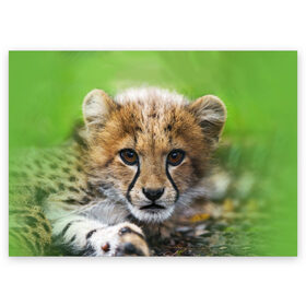 Поздравительная открытка с принтом Котёнок гепарда в Белгороде, 100% бумага | плотность бумаги 280 г/м2, матовая, на обратной стороне линовка и место для марки
 | гепард | дикая кошка | котёнок | кошка | лев | природа | тигр | хищник | ягуар