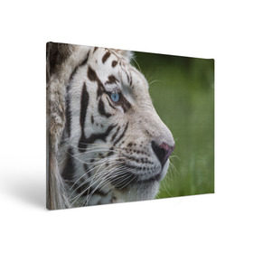 Холст прямоугольный с принтом Белый тигр в Белгороде, 100% ПВХ |  | абессинкая | домашние | животные | кот | котенок | кошка | порода | сиамская | тигр | хищник
