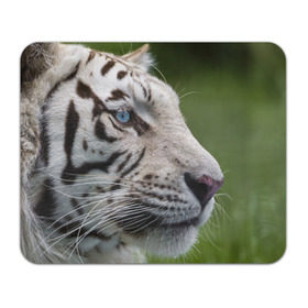 Коврик прямоугольный с принтом Белый тигр в Белгороде, натуральный каучук | размер 230 х 185 мм; запечатка лицевой стороны | абессинкая | домашние | животные | кот | котенок | кошка | порода | сиамская | тигр | хищник