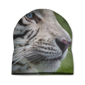Шапка 3D с принтом Белый тигр в Белгороде, 100% полиэстер | универсальный размер, печать по всей поверхности изделия | абессинкая | домашние | животные | кот | котенок | кошка | порода | сиамская | тигр | хищник