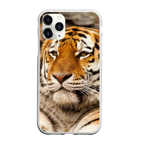 Чехол для iPhone 11 Pro Max матовый с принтом Тигр в Белгороде, Силикон |  | амурский | животные | киса | кот | котенок | кошка | пума | рысь | серый | тигр | хищник