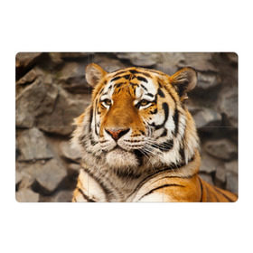 Магнитный плакат 3Х2 с принтом Тигр в Белгороде, Полимерный материал с магнитным слоем | 6 деталей размером 9*9 см | амурский | животные | киса | кот | котенок | кошка | пума | рысь | серый | тигр | хищник