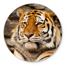 Коврик круглый с принтом Тигр в Белгороде, резина и полиэстер | круглая форма, изображение наносится на всю лицевую часть | амурский | животные | киса | кот | котенок | кошка | пума | рысь | серый | тигр | хищник