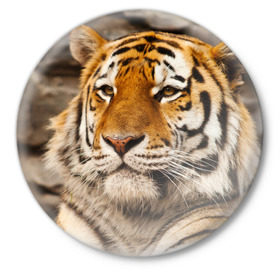 Значок с принтом Тигр в Белгороде,  металл | круглая форма, металлическая застежка в виде булавки | амурский | животные | киса | кот | котенок | кошка | пума | рысь | серый | тигр | хищник