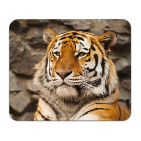 Коврик прямоугольный с принтом Тигр в Белгороде, натуральный каучук | размер 230 х 185 мм; запечатка лицевой стороны | амурский | животные | киса | кот | котенок | кошка | пума | рысь | серый | тигр | хищник