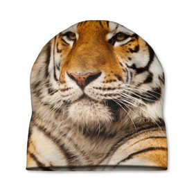 Шапка 3D с принтом Тигр в Белгороде, 100% полиэстер | универсальный размер, печать по всей поверхности изделия | Тематика изображения на принте: амурский | животные | киса | кот | котенок | кошка | пума | рысь | серый | тигр | хищник