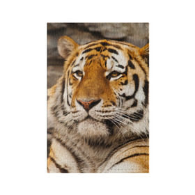 Обложка для паспорта матовая кожа с принтом Тигр в Белгороде, натуральная матовая кожа | размер 19,3 х 13,7 см; прозрачные пластиковые крепления | Тематика изображения на принте: амурский | животные | киса | кот | котенок | кошка | пума | рысь | серый | тигр | хищник