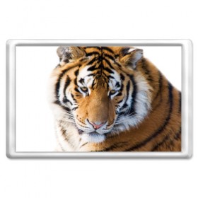 Магнит 45*70 с принтом Тигр в Белгороде, Пластик | Размер: 78*52 мм; Размер печати: 70*45 | амурский | животные | киса | кот | котенок | кошка | пума | рысь | серый | тигр | хищник
