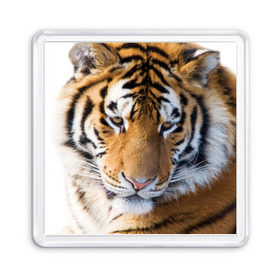 Магнит 55*55 с принтом Тигр в Белгороде, Пластик | Размер: 65*65 мм; Размер печати: 55*55 мм | амурский | животные | киса | кот | котенок | кошка | пума | рысь | серый | тигр | хищник