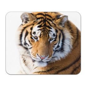 Коврик прямоугольный с принтом Тигр в Белгороде, натуральный каучук | размер 230 х 185 мм; запечатка лицевой стороны | амурский | животные | киса | кот | котенок | кошка | пума | рысь | серый | тигр | хищник