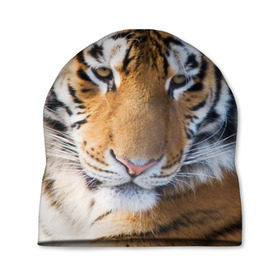 Шапка 3D с принтом Тигр в Белгороде, 100% полиэстер | универсальный размер, печать по всей поверхности изделия | амурский | животные | киса | кот | котенок | кошка | пума | рысь | серый | тигр | хищник