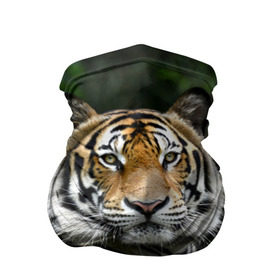 Бандана-труба 3D с принтом Тигр в джунглях в Белгороде, 100% полиэстер, ткань с особыми свойствами — Activecool | плотность 150‒180 г/м2; хорошо тянется, но сохраняет форму | амурский | животные | зверь | киса | кот | котенок | кошка | тигр | хищник