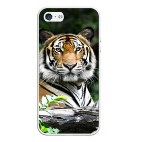 Чехол для iPhone 5/5S матовый с принтом Тигр в джунглях в Белгороде, Силикон | Область печати: задняя сторона чехла, без боковых панелей | Тематика изображения на принте: амурский | животные | зверь | киса | кот | котенок | кошка | тигр | хищник