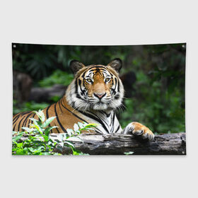 Флаг-баннер с принтом Тигр в джунглях в Белгороде, 100% полиэстер | размер 67 х 109 см, плотность ткани — 95 г/м2; по краям флага есть четыре люверса для крепления | амурский | животные | зверь | киса | кот | котенок | кошка | тигр | хищник