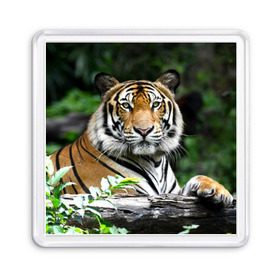 Магнит 55*55 с принтом Тигр в джунглях в Белгороде, Пластик | Размер: 65*65 мм; Размер печати: 55*55 мм | амурский | животные | зверь | киса | кот | котенок | кошка | тигр | хищник