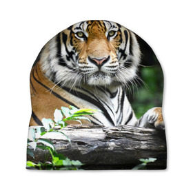 Шапка 3D с принтом Тигр в джунглях в Белгороде, 100% полиэстер | универсальный размер, печать по всей поверхности изделия | амурский | животные | зверь | киса | кот | котенок | кошка | тигр | хищник