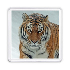 Магнит 55*55 с принтом Тигр в Белгороде, Пластик | Размер: 65*65 мм; Размер печати: 55*55 мм | амурский | животные | зверь | киса | кот | котенок | кошка | тигр | хищник
