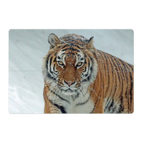Магнитный плакат 3Х2 с принтом Тигр в Белгороде, Полимерный материал с магнитным слоем | 6 деталей размером 9*9 см | Тематика изображения на принте: амурский | животные | зверь | киса | кот | котенок | кошка | тигр | хищник
