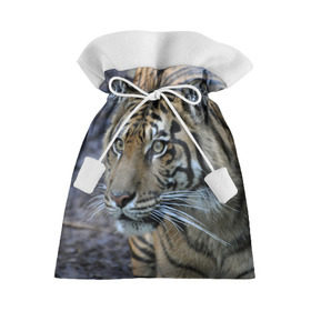 Подарочный 3D мешок с принтом Тигр в Белгороде, 100% полиэстер | Размер: 29*39 см | амурский | животные | зверь | киса | кот | котенок | кошка | тигр | хищник