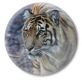 Значок с принтом Тигр в Белгороде,  металл | круглая форма, металлическая застежка в виде булавки | амурский | животные | зверь | киса | кот | котенок | кошка | тигр | хищник