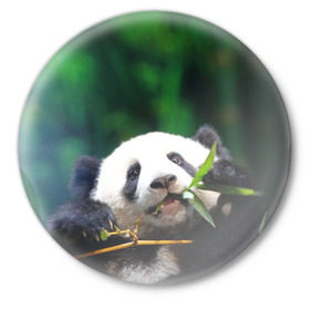 Значок с принтом Панда на ветке в Белгороде,  металл | круглая форма, металлическая застежка в виде булавки | животные | лес | медведь | медвежонок | панда | природа