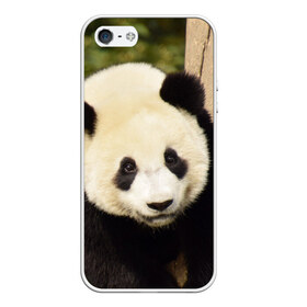 Чехол для iPhone 5/5S матовый с принтом Панда на дереве в Белгороде, Силикон | Область печати: задняя сторона чехла, без боковых панелей | животные | лес | медведь | медвежонок | панда | природа