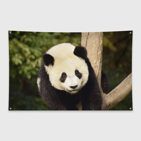 Флаг-баннер с принтом Панда на дереве в Белгороде, 100% полиэстер | размер 67 х 109 см, плотность ткани — 95 г/м2; по краям флага есть четыре люверса для крепления | животные | лес | медведь | медвежонок | панда | природа