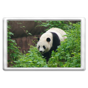 Магнит 45*70 с принтом Панда в лесу в Белгороде, Пластик | Размер: 78*52 мм; Размер печати: 70*45 | Тематика изображения на принте: животные | лес | медведь | медвежонок | панда | природа